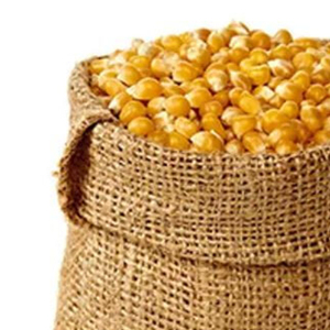 เมล็ดข้าวโพดเกรดอาหารระดับพรีเมี่ยม - Product Image 3