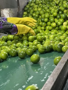 Citron sans pépins 2024-Grand, juteux | Non seulement c'est un excellent fruit rafraîchissant, les citrons verts, meilleur prix prêt à l'expédition - Product Image 3