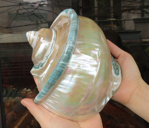เปลือกหอยทะเลธรรมชาติขัดเงา Turbo Marmoratus ของตกแต่งบ้าน งานฝีมือทำมือ ทนทาน 99 GOLD DATA Emma - Product Image 5