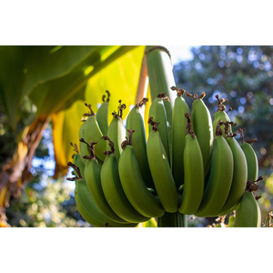 Bananes vertes Cavendish de qualité export, bananes fraîches non mûres pour la vente en gros et le commerce international - Product Image 3