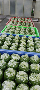 Feuilles de manioc surgelées riches en fibres, légumes naturels pour l'exportation en gros internationale, fournisseur professionnel - Product Image 3