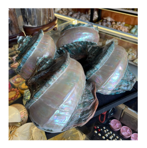 เปลือกหอยเป๋าฮื้อธรรมชาติขัดเงาสีเขียว สำหรับตกแต่งบ้าน งานฝีมือ และของตกแต่ง - Product Image 1