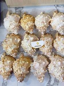 Conchas Marinas Surtidas en Grandes Cantidades - Conchas Naturales Mixtas para Manualidades, Eventos, Decoración Rústica Navideña, Suministros de Arte al por Mayor, Envoltura de Regalos - Product Image 5