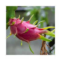 Hoogwaardige verse roze drakenvrucht, zoet, sappig, exotisch tropisch fruit, groothandelsleverancier voor retailers, importeurs en distributeurs