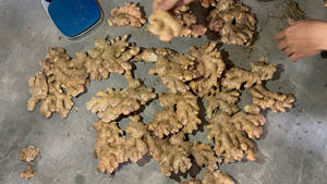 Gingembre frais du Vietnam, qualité supérieure, saveur épicée, fournisseur d'exportation en vrac - Product Image 6