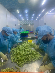 Okra entière surgelée sous vide, IQF, sans OGM, qualité supérieure, légume vert pour la cuisine et la restauration - CARYLN - Product Image 2