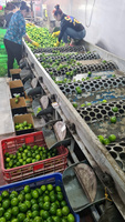 Citrons sans pépins du Vietnam cueillis frais des vergers locaux, juteux et savoureux, emballés pour la vente au détail en gros et l'exportation