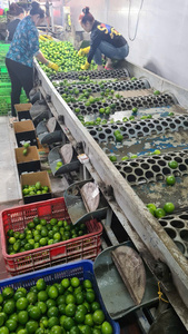 Limones sin semillas Premium de Vietnam recogidos frescos de huertos locales jugosos y sabrosos envasados para venta al por menor, venta al por mayor y exportación - Product Image 3