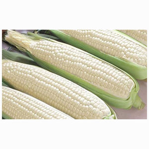 Granos de Maíz Blanco Secos Naturales para Producción de Harina y Exportación Global - Product Image 4