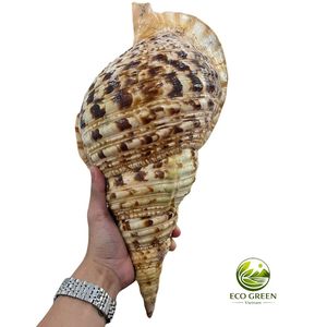 Concha de Tritón Grande, Concha Natural para Decoración de Acuarios, Adorno para el Hogar de Estilo Costero, Precio al por Mayor - Product Image 5