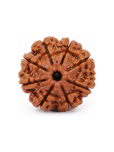 108 Bead Rudraksha Mala 10 Mukhi | Energized 25mm Indian Brown Beads Third Party Certified | Meditation Mala - Product Image 1