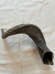 Corne de mouton brute de 20 pouces, toucher naturel, forme irrégulière, corne naturelle pour la sculpture, l'artisanat et les fournitures de bricolage - Product Image 3