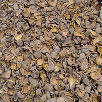 Capsules de graines végétales naturelles de haute qualité pour pot-pourri, arrangements floraux, décoration d'aquarium, etc. – Modèle Pradip Pods