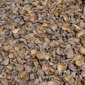 Vainas de Semillas Botánicas Naturales de Alta Calidad para Potpourri, Arreglos Florales, Decoración de Acuarios, etc., Llamadas Pradip Pods - Product Image 5