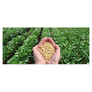 Soja non-OGM / Graines de soja - Product Image 1