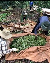 Nueces de Macadamia de Vietnam con y sin Cáscara, Precio Económico, MOQ Bajo |   Calidad de Exportación al por Mayor - Sra. Tarina - Product Image 6