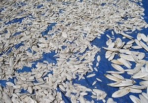 Bloque de Calcio, Hueso de Sepia de 2/4 Pulgadas, Trozos de Hueso de Sepia, Fabricante y Proveedor para Animales Pequeños 26 - Product Image 2