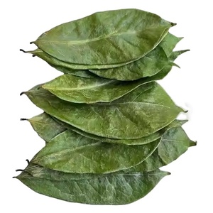 Hojas de Guanábana secadas al sol de Vietnam, seleccionadas por expertos para la mejor calidad a un precio competitivo - Product Image 1