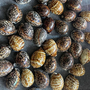 Proveedor de conchas de tigre de Vietnam - Tamaño 7–10 cm Disponible al por mayor - Product Image 5