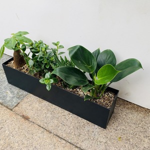 Petits pots pour plantes d'intérieur – Jolis pots décoratifs pour la maison - Product Image 5
