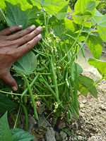 Kacang Polong Perancis Moon Star KOMAL Seeds-99% Alami 85% Daya Tumbuh 2 Tahun Umur Simpan 1% Bahan Inert Asal Pakistan Hijau Tua