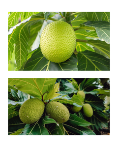 BLOQUES DE PAN CONGELADOS DE VIETNAM, PROCESADOS Y PELADOS EN GRAN ESCALA, IDEALES PARA EXPORTACIÓN, LISTOS PARA USAR EN VARIAS RECETAS. - Product Image 3