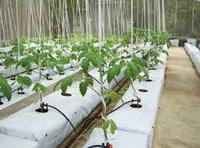 Blok Gambut Putih Tahan Lama yang Telah Diolah dengan UV, Biodegradable, Organik, Siap Pakai, Ramah Lingkungan, Dirancang untuk Budidaya Luar Ruangan di Rumah Kaca