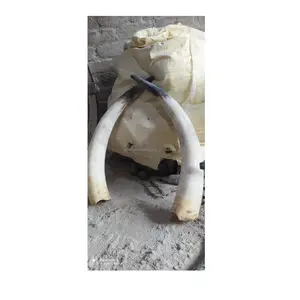 Buffalo pair horn and cow horn animal design horn craft from now on sale wall decorative use