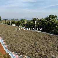 Herbe à chat naturelle fraîche et écologique pour chats et chatons du Vietnam HOANG LINH SG