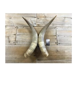 Par de Cuernos de Búfalo Pulidos para Decoración de Pared, Diseño Art Deco, Grandes de 27 a 35 Pulgadas, para Bodas, Cumpleaños, Aniversarios - Product Image 2