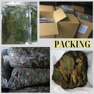 Feuilles de corossol séchées, coupées et tamisées, pour sachets de thé et emballages de vente au détail, en provenance du Vietnam - Product Image 4