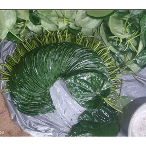 Hoja de Paan Tradicional de Alta Calidad, Calidad Premium para Uso Cultural y Festivo, a Precio de Mayoreo por Proveedor - Product Image 1