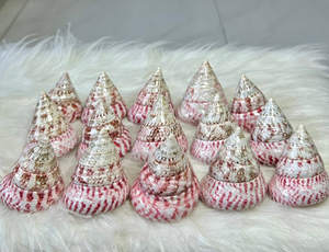 Coquille de coquillage au meilleur prix pour décoration avec couleur naturelle artisanat vietnamien 99GD - Product Image 6