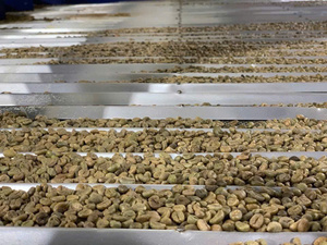 Granos de Café Arábica de Tueste Medio, Acidez Equilibrada, Postgusto Dulce, Perfecto para Preparar Café Filtrado y con Cafetera de Goteo - Product Image 5