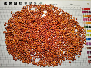 Les sachets de thé/pochette de Spina Date Seed 500 g/sac chinois aide au sommeil herbe crue Ziziphus Jujuba <span class=keywords><strong>Var</strong></span> Spinosa haut OEM acceptent les saponines - Product Image 2