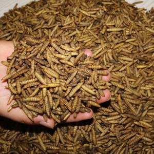 0.5kg de Gusanos de Harina Secos Orgánicos, Altos en Proteínas y Sin Aditivos para Aves y Pollos, Disponibles en Stock - Product Image 2