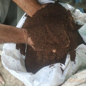 Poudre de fumier de vache organique entièrement décomposée, engrais bio pour l'agriculture, conditionneur de sol - Product Image 2