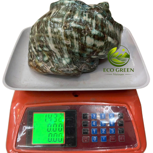 Conchas Marinas Pulimentadas a Granel para Decoración del Hogar, Tiendas con Temática de Playa, Diseñadores de Interiores y Proyectos Hoteleros - Product Image 5