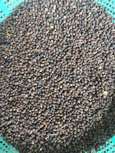 [BEST SELLER] |   Graines de papaye séchées en vrac, qualité supérieure, biologiques, matière première brute, approvisionnement Vietnam - Product Image 5
