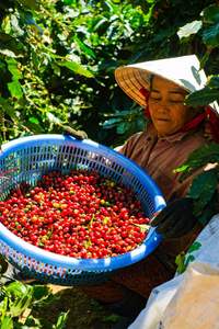 Café HANCOFFEE Adelgazante/Práctico - Café Frío 100% Arábica de Vietnam Para un Estilo de Vida Saludable - Etiqueta OEM - Muestra Gratis - Product Image 5