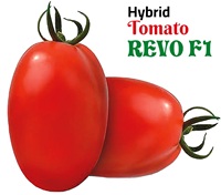 Graines hybrides de tomates Moon Star REVO F1, pureté 99,9 %, origine Pakistan, germination 90 %, durée de conservation 2 ans, fruit ovale