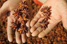 Autumn Star Aniseed High Quality Dried Herb Seed From Vietnam 24 Months <b>Shelf</b> Life Phalco Vietnam JSC Special Deal <b>Cheap</b> Price - Product Image 3