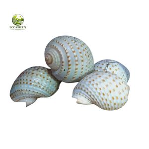 Concha de Tuna Natural con Manchas, Concha Marina para Decoración Costera, Proyectos de Manualidades, Colección y Decoración del Hogar - Product Image 5