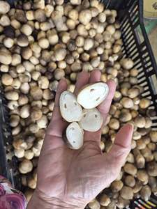 Nouveau 2026 Champignons de paille vietnamiens en conserve en saumure, prêts à consommer, qualité alimentaire, vente en gros, export, fournisseur OEM, marque privée - Product Image 1