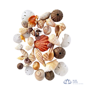 [HIGH QUALITY] | Mixed Seashells Eco Friendly Sea Shells Set For Crafts Wedding Decor Fish Tank <b>Vase</b> <b>Filler</b> from Vietnam - Product Image 1