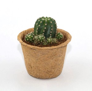 Kit de culture de plantes en pot de coco compostable à faible coût, pots à semis en fibre de coco - Product Image 6
