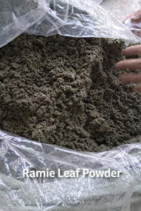 Polvo de Hoja de Ramio Natural para Colorante Alimentario Banh Gai, Verde Negruzco, Suministro a Granel, Fabricante de Vietnam, 20 ANGLE - Product Image 1