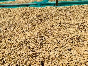 Mejor Precio en Granos de Café Verde Robusta y Arábica S14 S16 S18 Limpios, Venta al por Mayor en Bolsas de 60 kg, ODM/OEM - Product Image 2