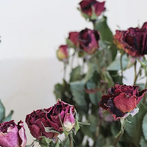 Élégantes fleurs de roses rouges séchées pour la décoration d'événements, l'art en résine et les créations en papier – Vente en gros pour les marchés internationaux - Product Image 5