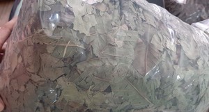 Hojas de Guayaba Secas Premium para la Producción de Té Herbal, Ricas en Antioxidantes y Nutrientes Esenciales para Exportación Global al por Mayor - Product Image 6